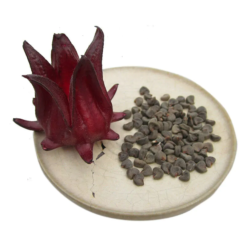 Hibiscus sabdariffa / Sabdariffa rubra / Abelmoschus cruentus - Roselle, Jamaican Sorrel, Florida Cranberry, Indian Roselle, Red Sorrel - Image 24