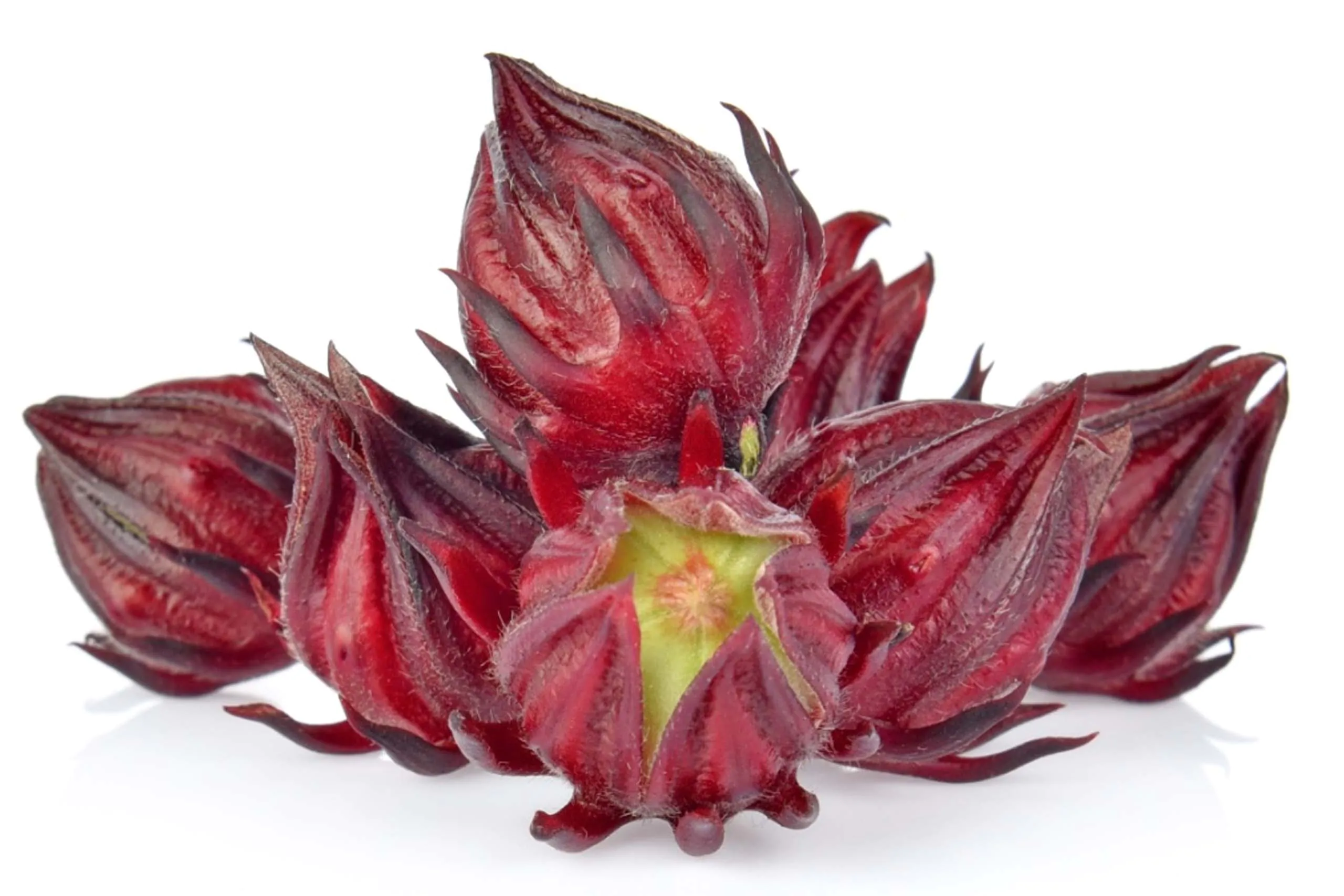 Hibiscus sabdariffa / Sabdariffa rubra / Abelmoschus cruentus - Roselle, Jamaican Sorrel, Florida Cranberry, Indian Roselle, Red Sorrel