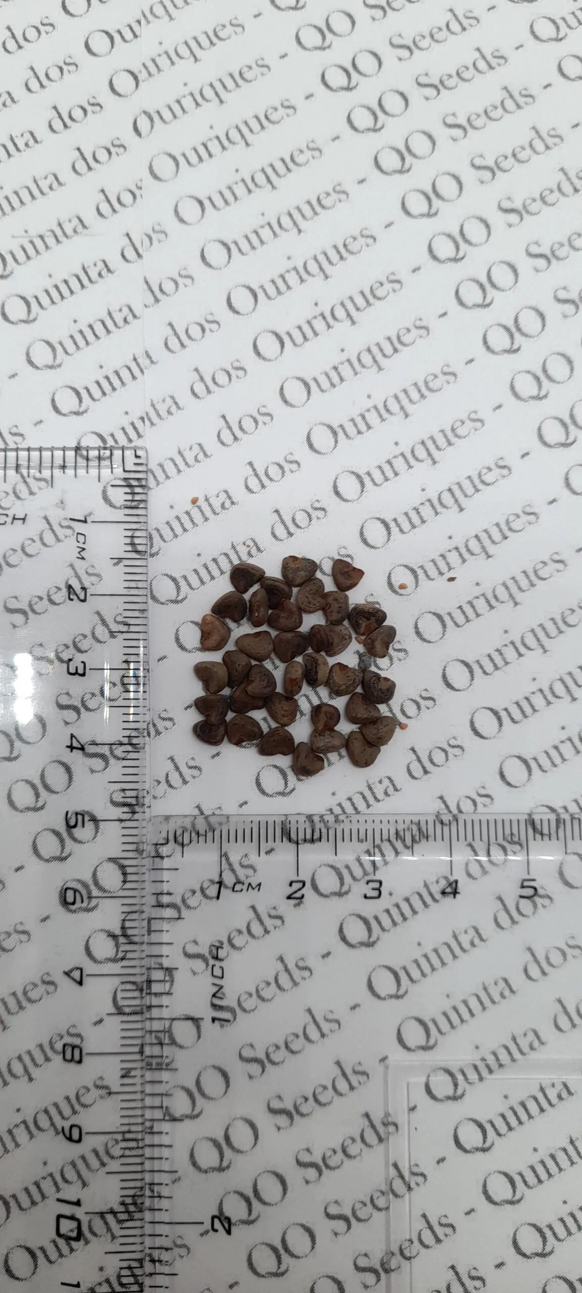 Hibiscus sabdariffa / Sabdariffa rubra / Abelmoschus cruentus - Roselle, Jamaican Sorrel, Florida Cranberry, Indian Roselle, Red Sorrel - Image 25