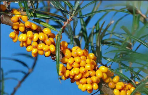 Hippophae rhamnoides / Elaeagnus rhamnoides - Sea Buckthorn