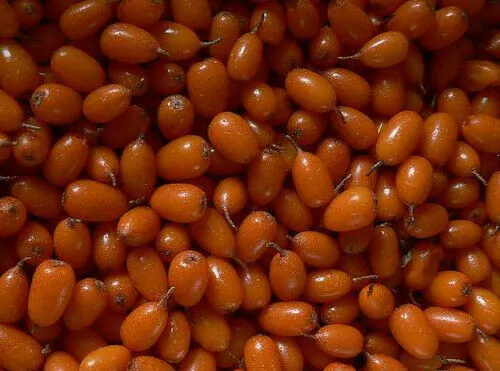 Hippophae rhamnoides / Elaeagnus rhamnoides - Sea Buckthorn - Image 2