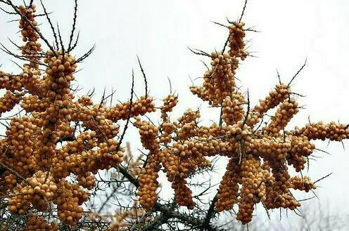 Hippophae rhamnoides / Elaeagnus rhamnoides - Sea Buckthorn - Image 3