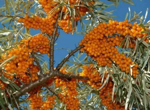 Hippophae rhamnoides / Elaeagnus rhamnoides - Sea Buckthorn - Image 5