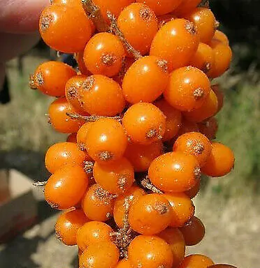 Hippophae rhamnoides / Elaeagnus rhamnoides - Sea Buckthorn - Image 6