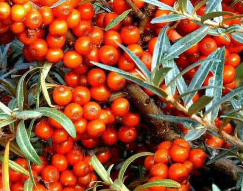 Hippophae rhamnoides / Elaeagnus rhamnoides - Sea Buckthorn - Image 7