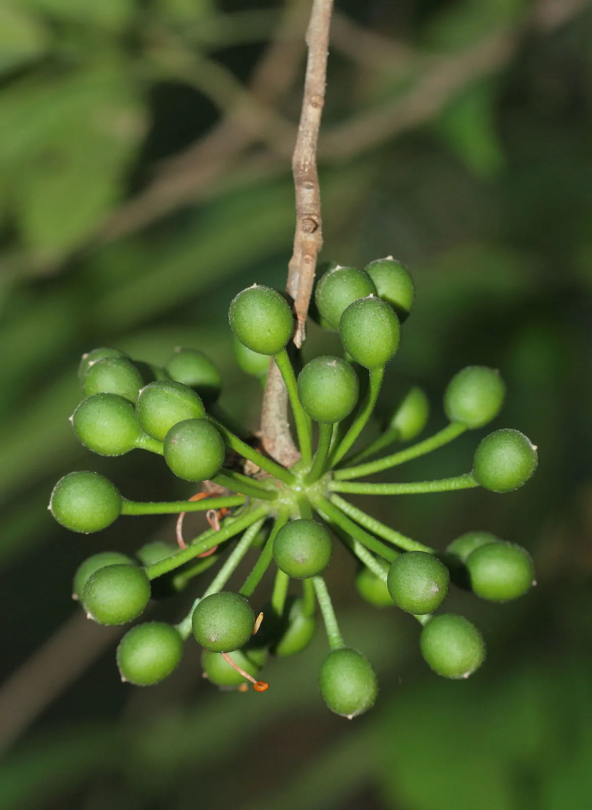 Huberantha cerasoides - Cherry Ashok, Cherry Ashok - Image 3