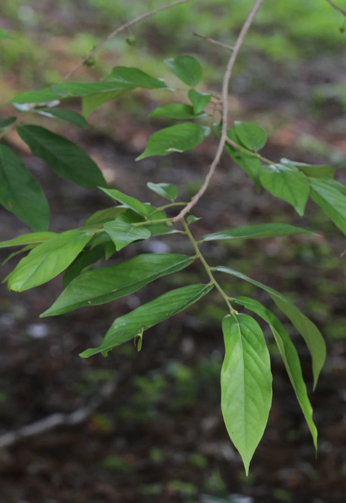 Huberantha cerasoides - Cherry Ashok, Cherry Ashok - Image 5