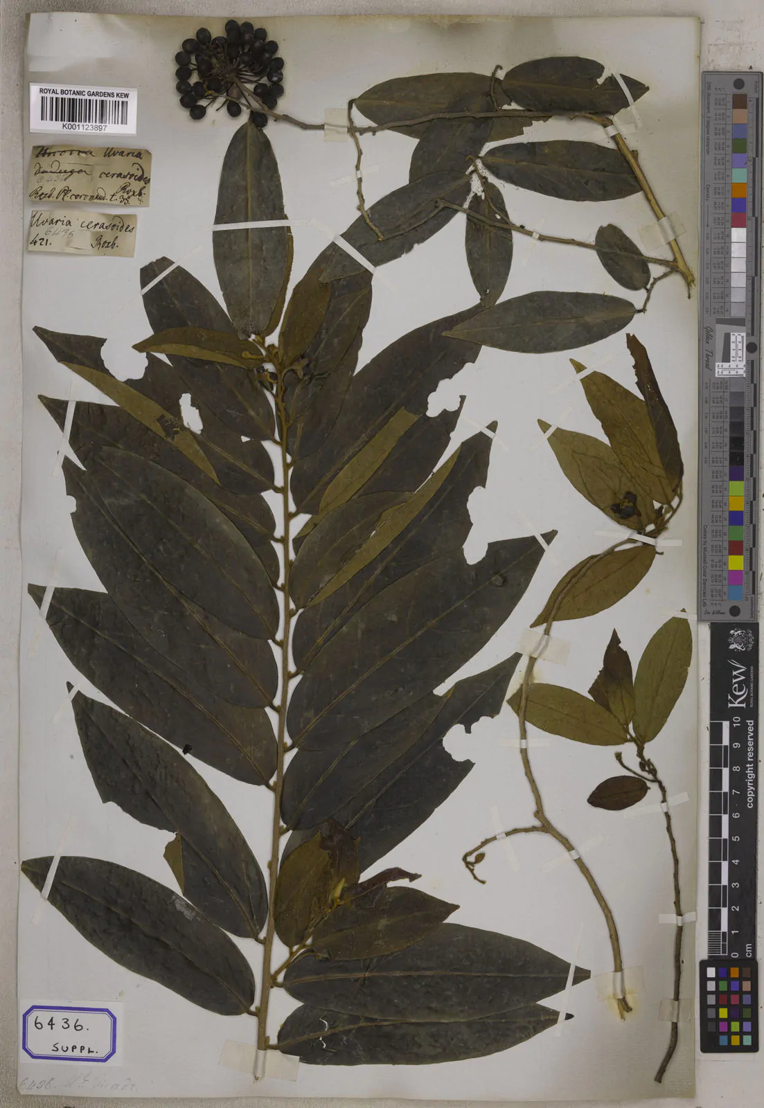 Huberantha cerasoides - Cherry Ashok, Cherry Ashok - Image 6