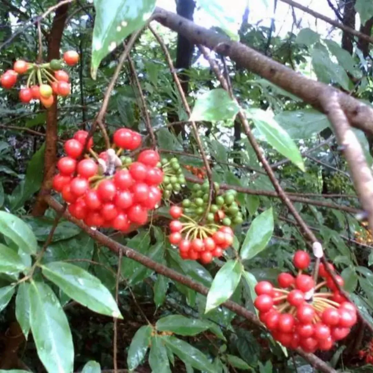 Huberantha cerasoides - Cherry Ashok, Cherry Ashok - Image 8