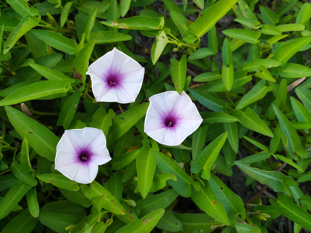 Ipomoea aquatica - Water Morning Glory, Water Spinach - Image 3