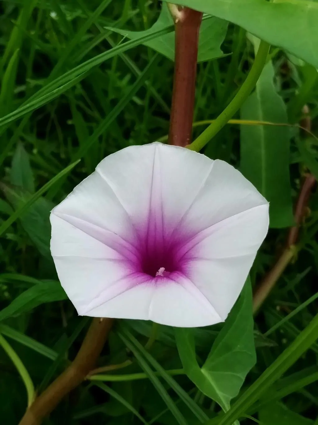 Ipomoea aquatica - Water Morning Glory, Water Spinach - Image 4