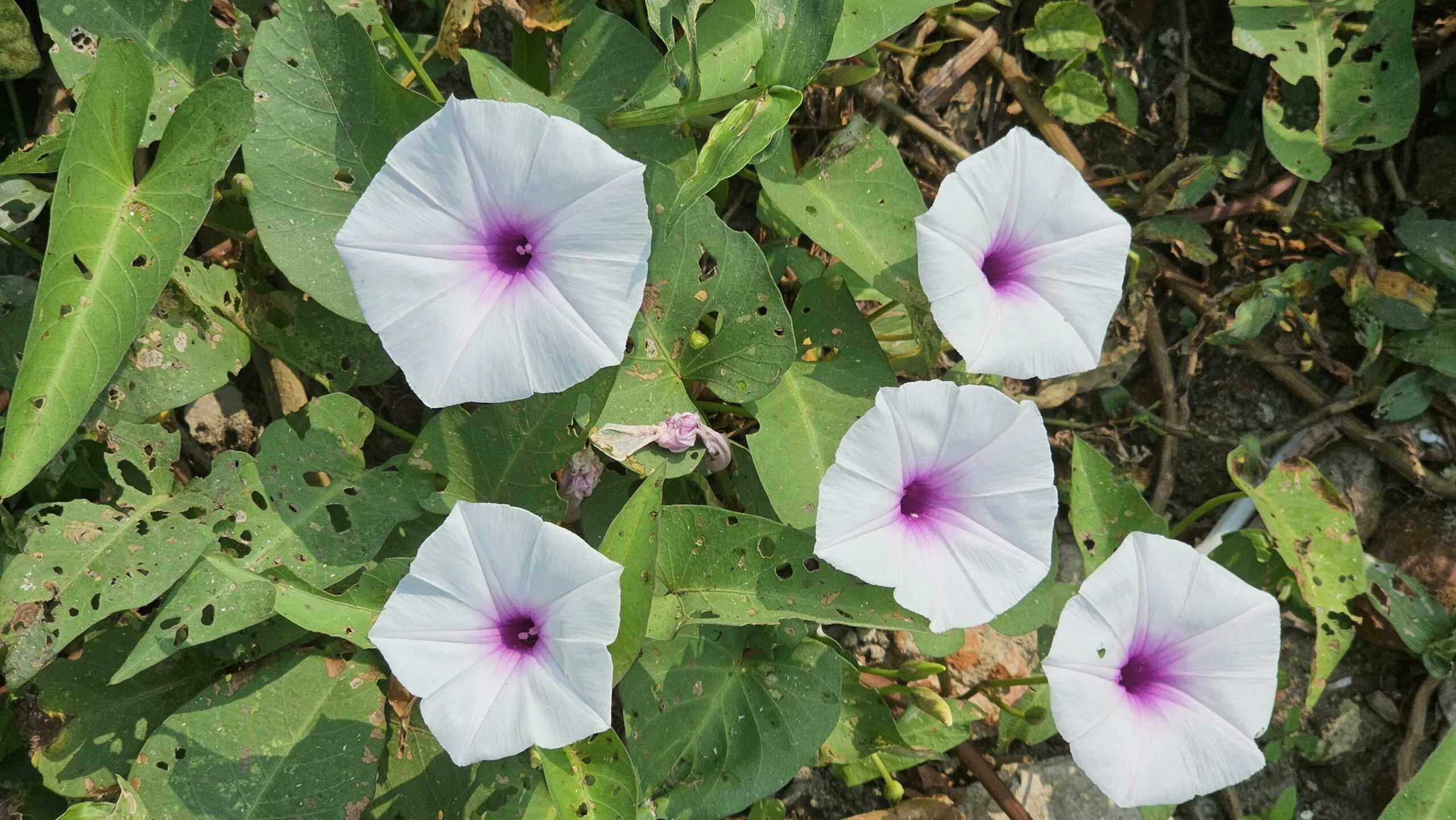 Ipomoea aquatica - Water Morning Glory, Water Spinach - Image 5