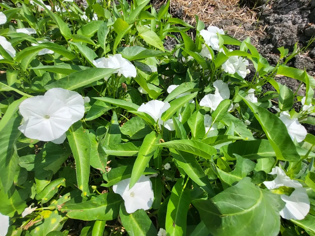 Ipomoea aquatica - Water Morning Glory, Water Spinach - Image 6
