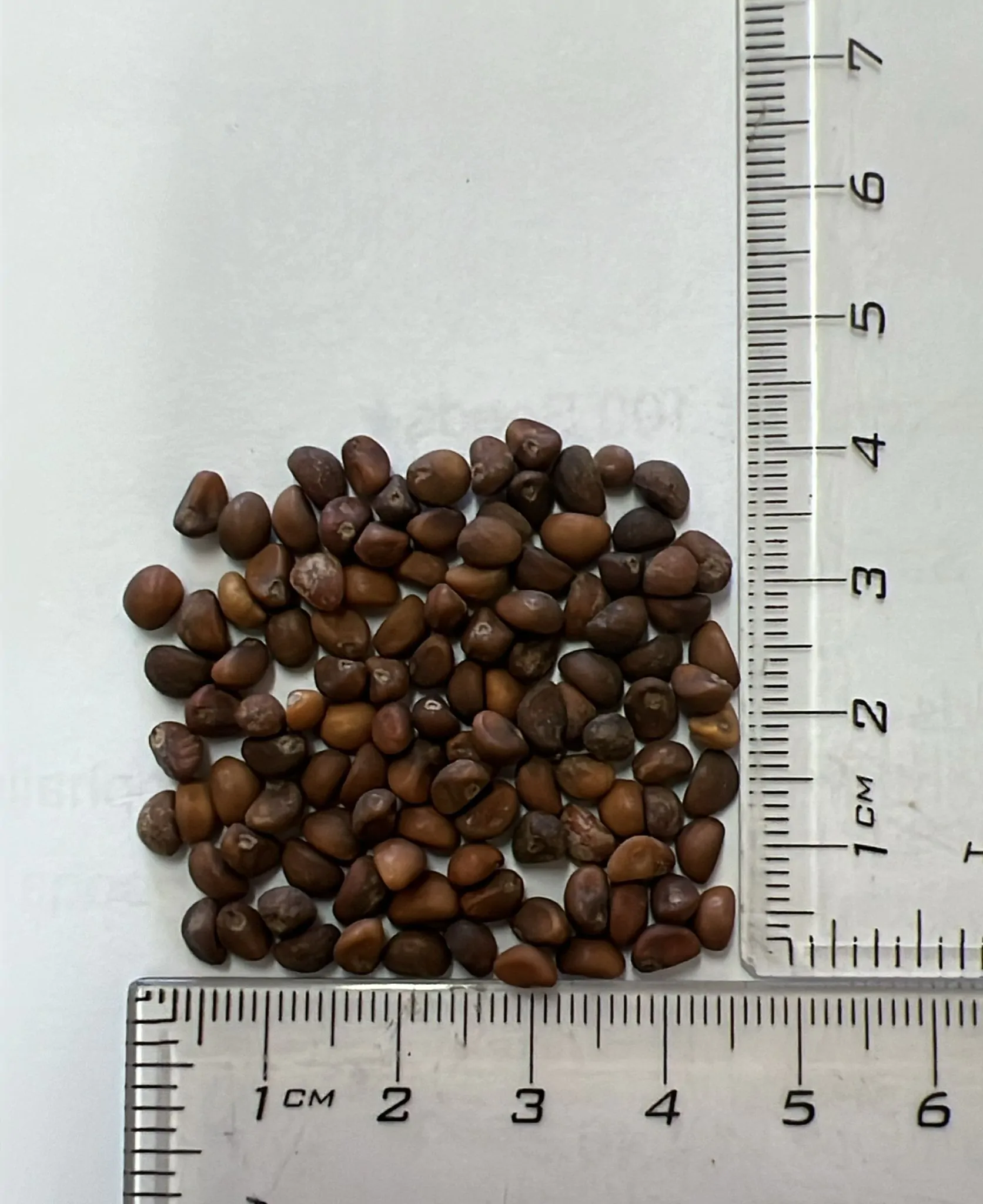 Ipomoea aquatica - Water Morning Glory, Water Spinach - Image 7