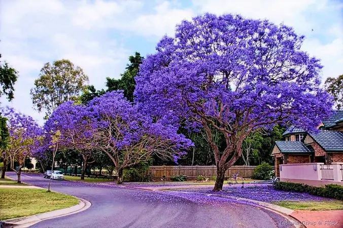 Jacaranda mimosifolia /Jacaranda acutifolia - Jacaranda, Blue Jacaranda, Black Poui, Nupur - Image 2