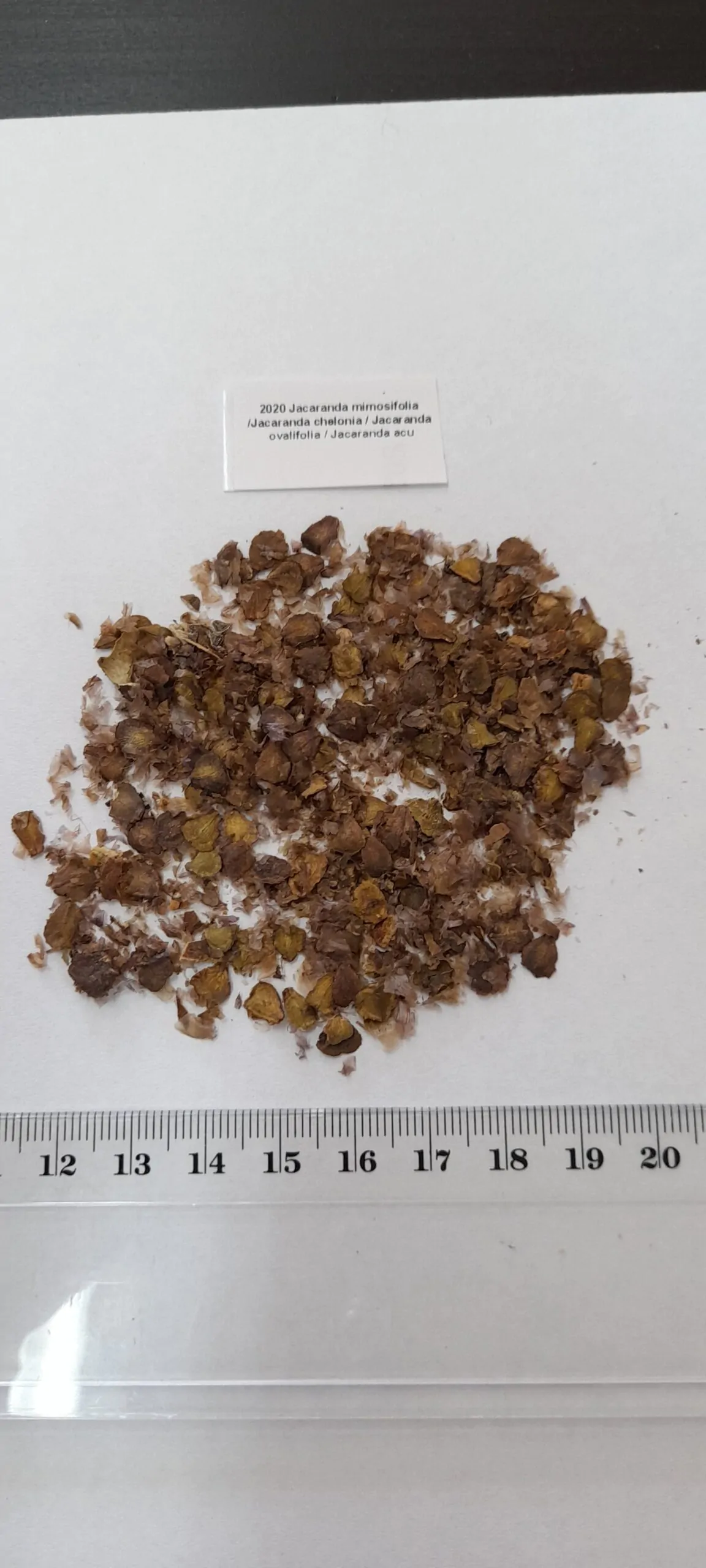 Jacaranda mimosifolia /Jacaranda acutifolia - Jacaranda, Blue Jacaranda, Black Poui, Nupur - Image 16