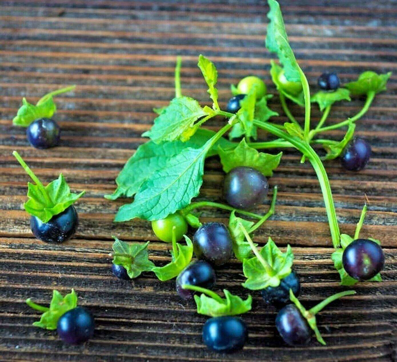 Jaltomata procumbens - Xaltomatl, Creeping False Holly - Image 5