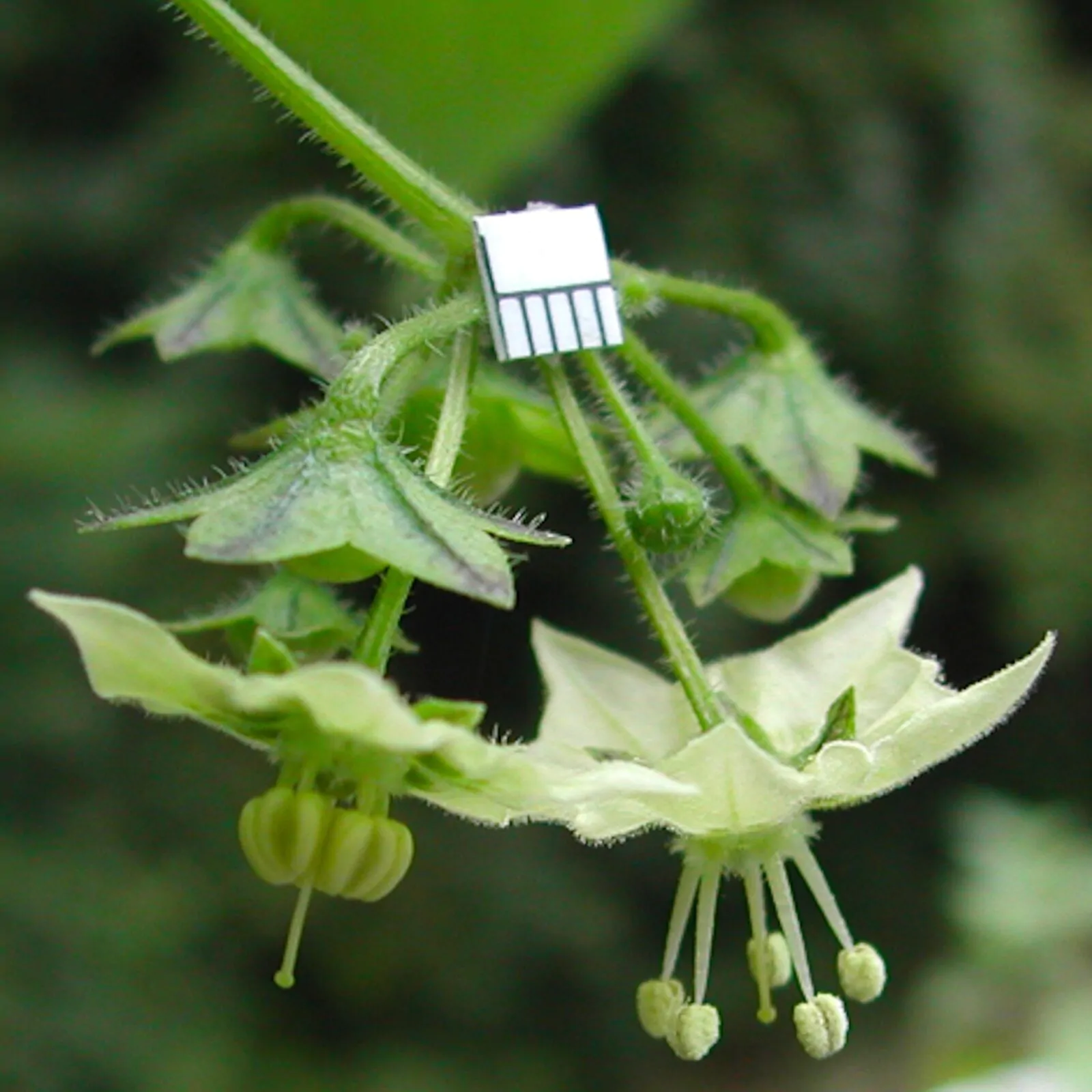 Jaltomata procumbens - Xaltomatl, Creeping False Holly - Image 6