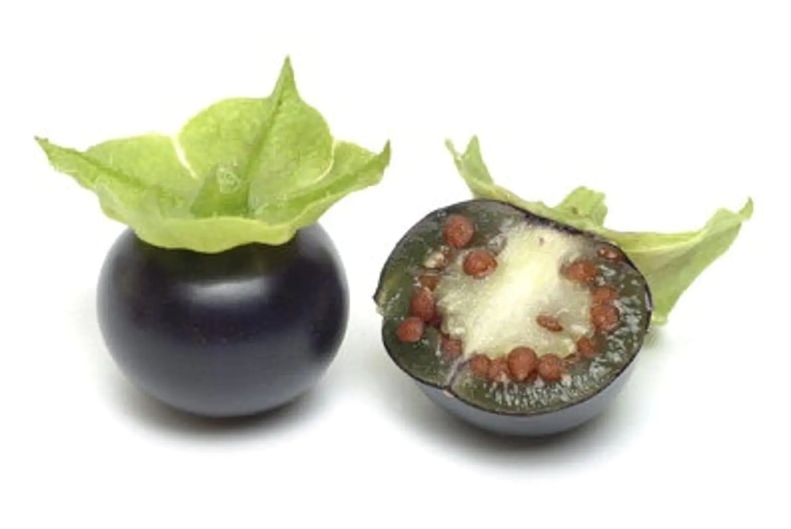 Jaltomata procumbens - Xaltomatl, Creeping False Holly - Image 9