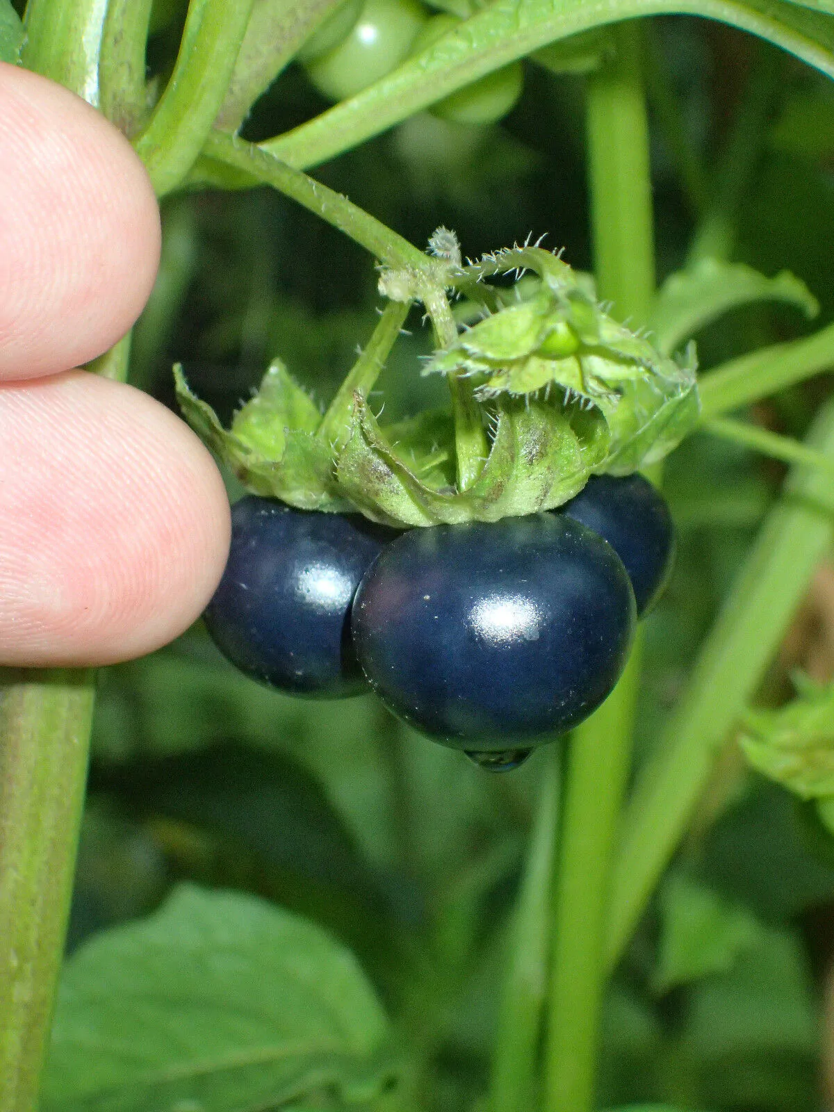 Jaltomata procumbens - Xaltomatl, Creeping False Holly - Image 10