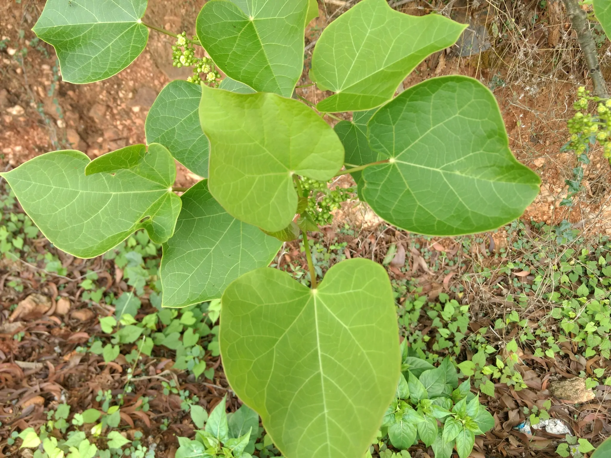 Jatropha curcas - Barbados Nut, Physic Nut, Poison Nut, Bubble Bush, Purging Nut - Image 8