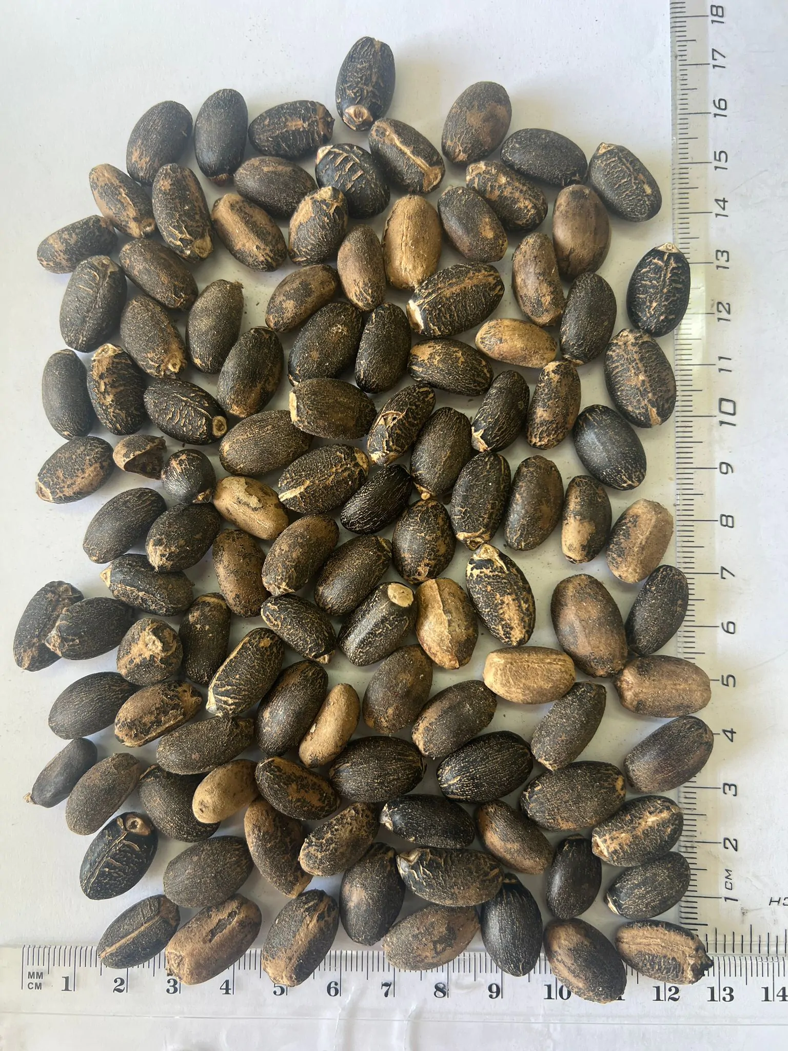 Jatropha curcas - Barbados Nut, Physic Nut, Poison Nut, Bubble Bush, Purging Nut - Image 12