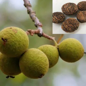 Juglans nigra - Walnut