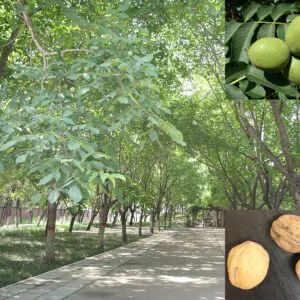 Juglans regia / Juglans duclouxiana / Juglans fallax - Hardy Carpathian, Persian Walnut, English Walnut, Carpathian Walnut, Madeira Walnu, Common Walnut
