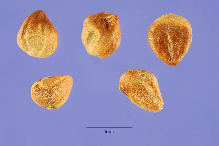 Juniperus chinensis - Chinese Juniper - Image 2