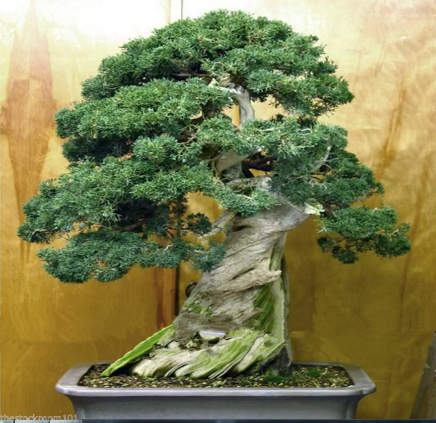 Juniperus chinensis - Chinese Juniper - Image 3