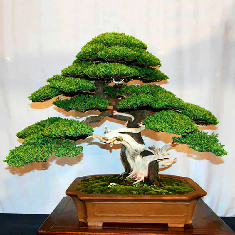 Juniperus chinensis - Chinese Juniper - Image 4
