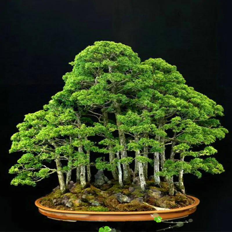 Juniperus chinensis - Chinese Juniper - Image 8