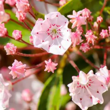Kalmia latifolia - mountain laurel, calico-bush, spoonwood - Image 2