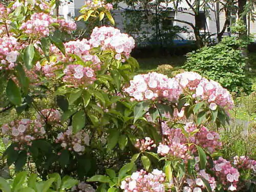 Kalmia latifolia - mountain laurel, calico-bush, spoonwood - Image 5
