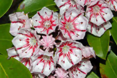 Kalmia latifolia - mountain laurel, calico-bush, spoonwood - Image 6