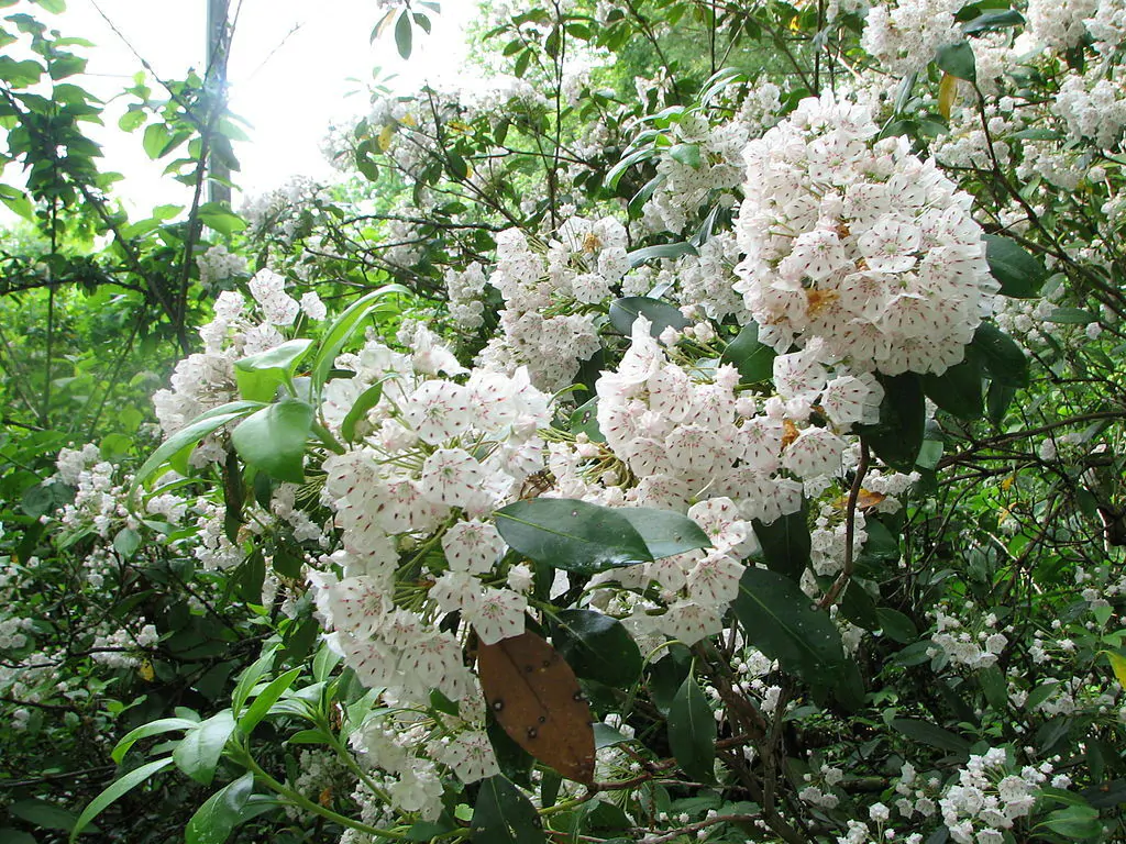 Kalmia latifolia - mountain laurel, calico-bush, spoonwood - Image 7