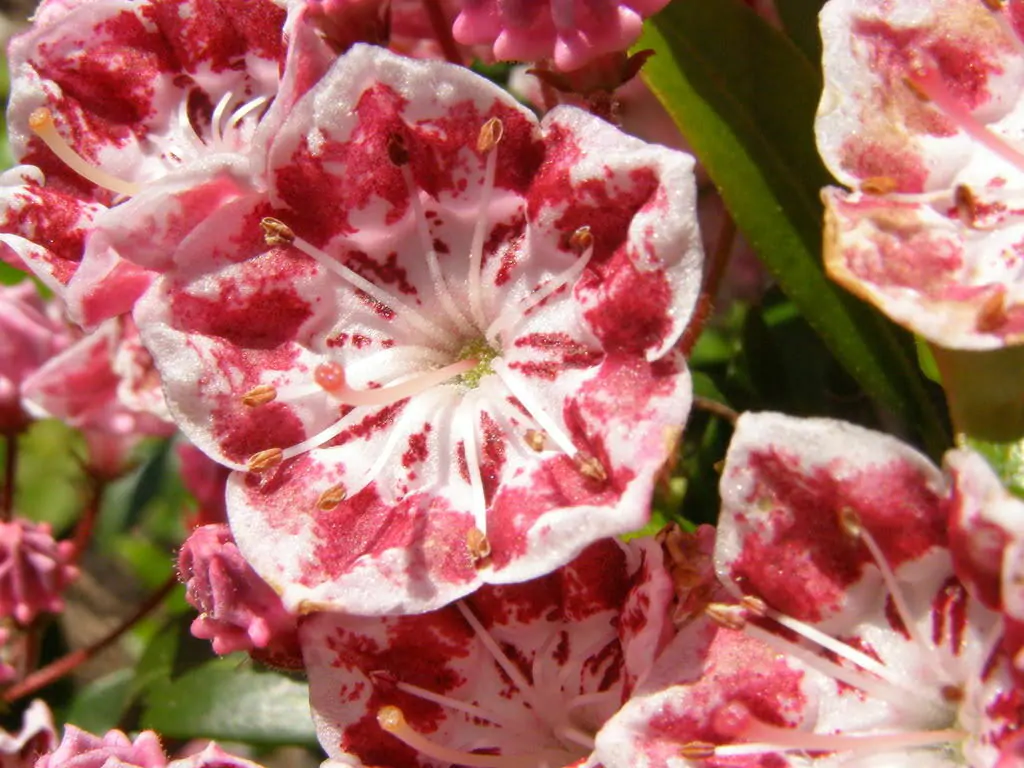 Kalmia latifolia - mountain laurel, calico-bush, spoonwood - Image 8