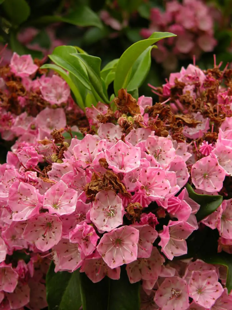 Kalmia latifolia - mountain laurel, calico-bush, spoonwood - Image 9