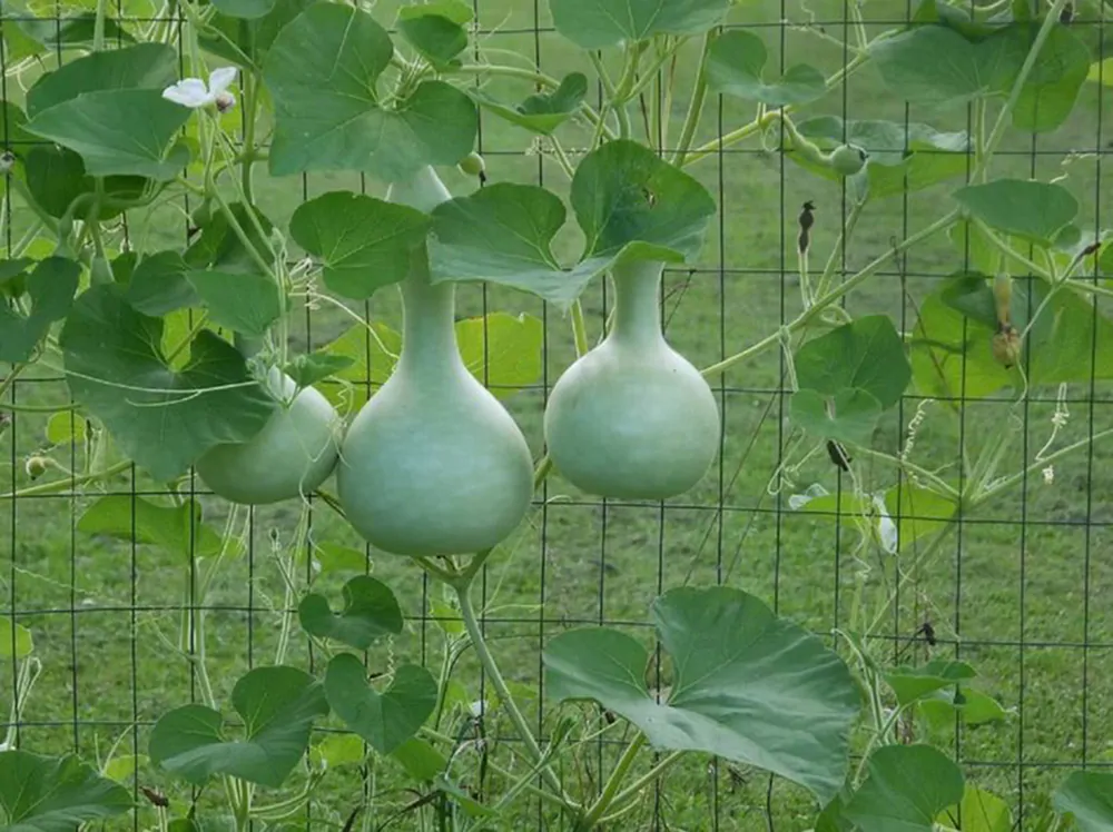 Lagenaria siceraria - Bottle gourd