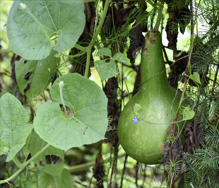 Lagenaria siceraria - Bottle gourd - Image 6