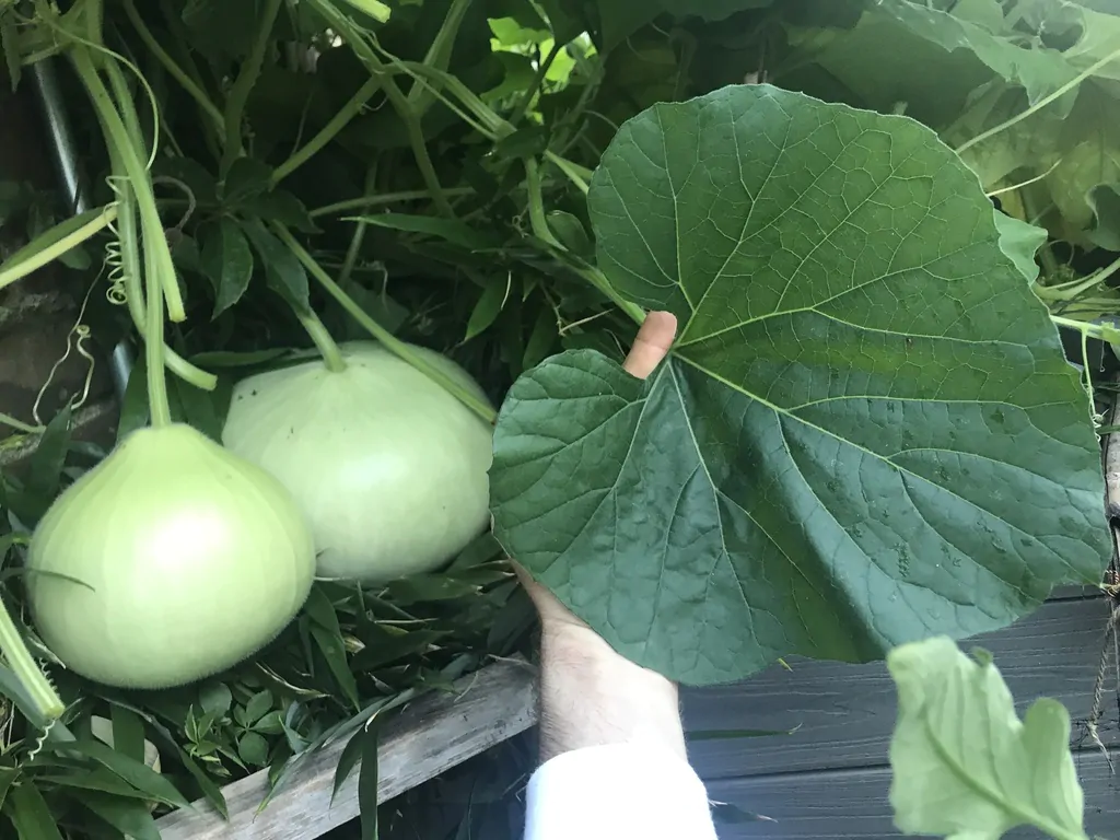 Lagenaria siceraria - Bottle gourd - Image 7