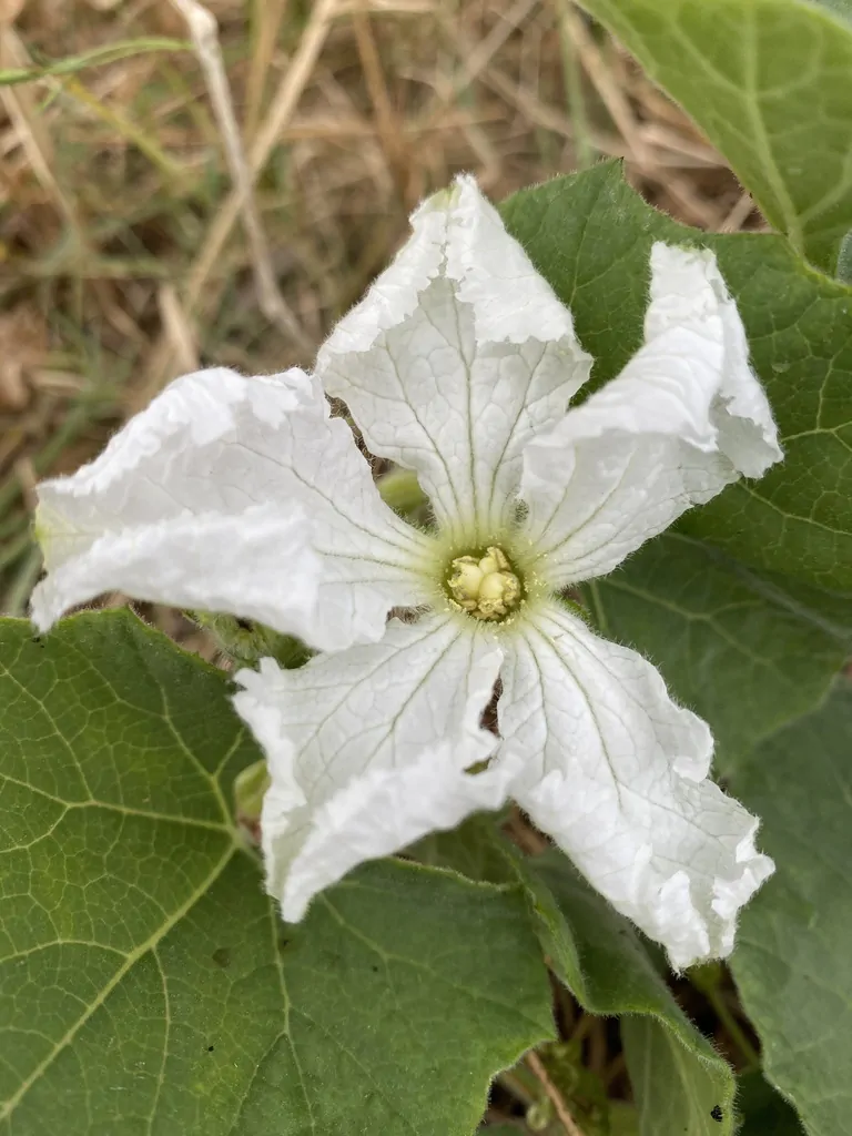 Lagenaria siceraria - Bottle gourd - Image 9
