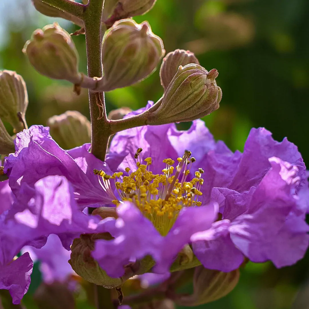 Lagerstroemia speciosa 'Purple' - Queen Flower, Banaba, Pyinma, Bungur Raya, Bungor Raya, Bungor, Pride of India - Image 4