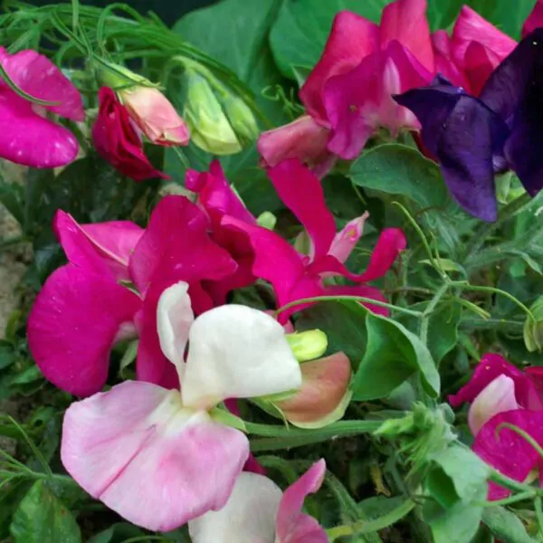 Lathyrus odoratus 'Cupid' Mixed - Dwarf Sweet Pea - Image 4