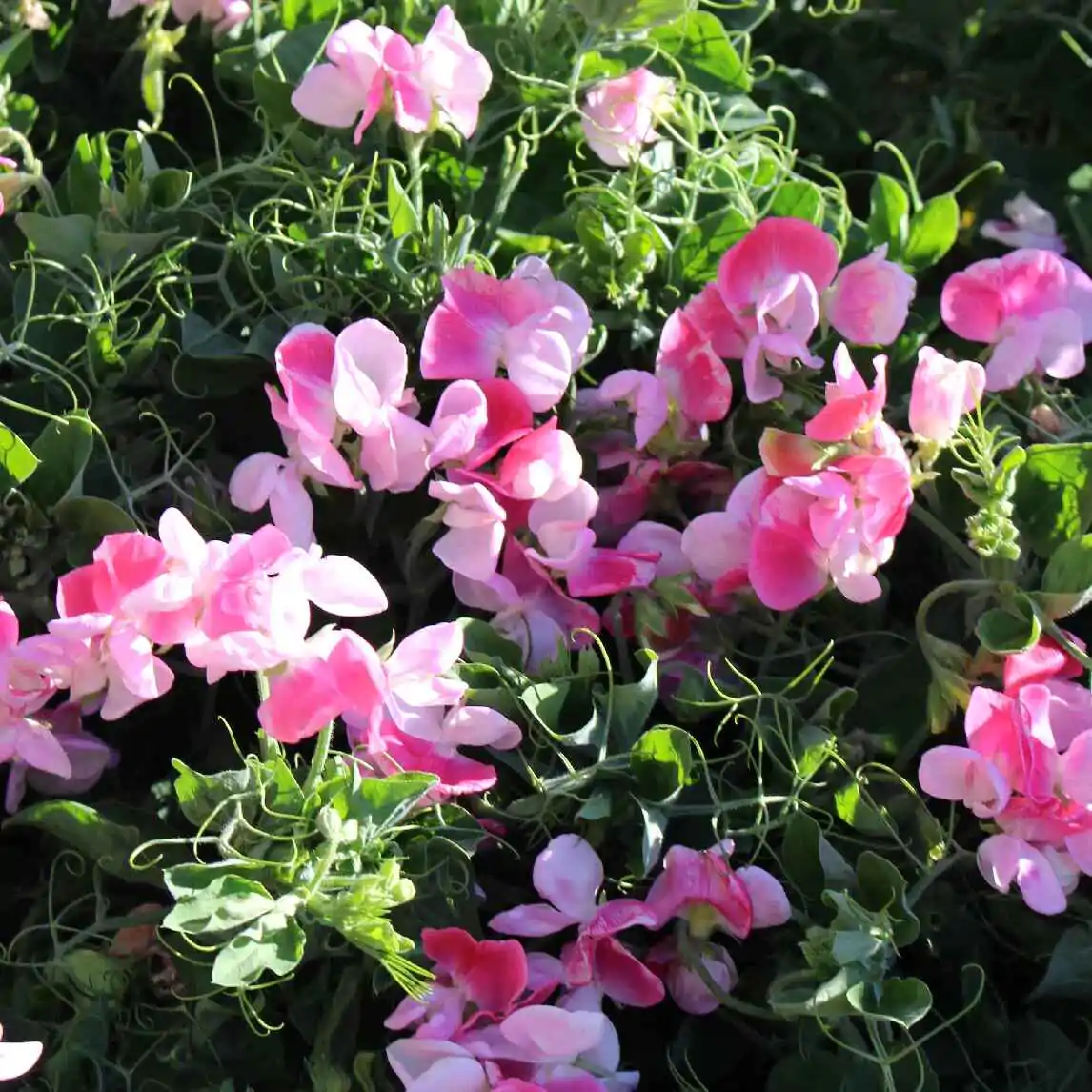 Lathyrus odoratus 'Cupid' Mixed - Dwarf Sweet Pea - Image 5