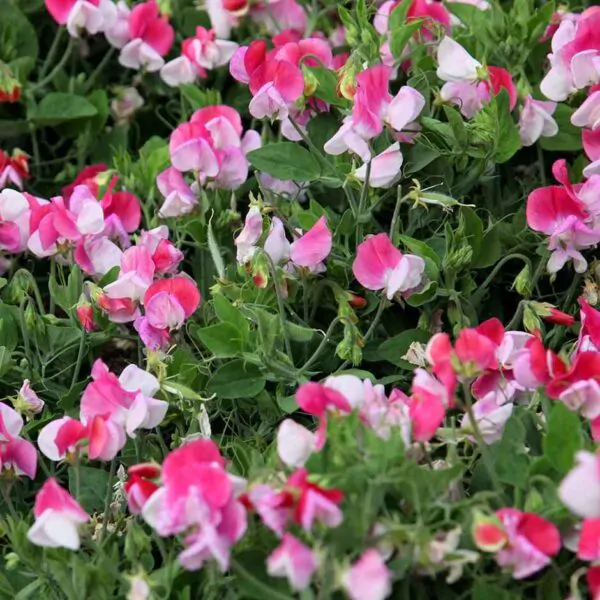 Lathyrus odoratus 'Cupid' Mixed - Dwarf Sweet Pea - Image 6