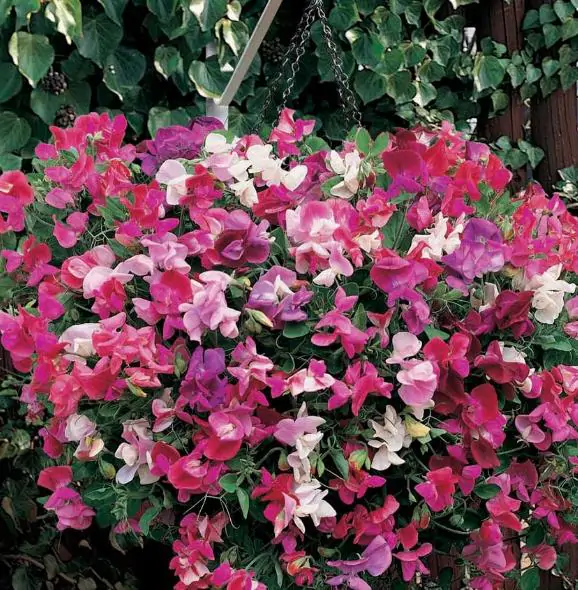 Lathyrus odoratus 'Cupid' Mixed - Dwarf Sweet Pea - Image 10