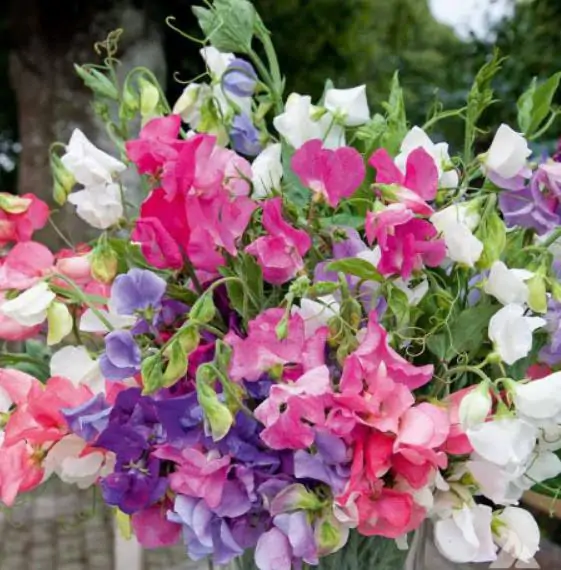 Lathyrus odoratus 'Cupid' Mixed - Dwarf Sweet Pea - Image 12