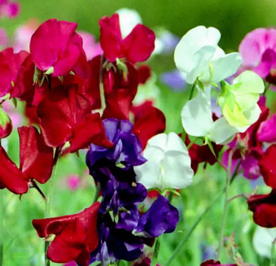 Lathyrus odoratus 'Cupid' Mixed - Dwarf Sweet Pea - Image 13