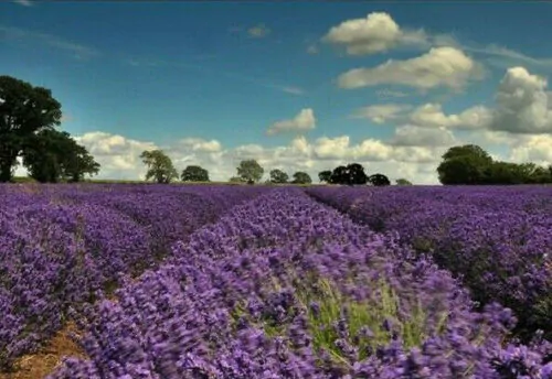 Lavandula angustifolia subsp. angustifolia - Lavender, English Lavender, Lavender - Image 3
